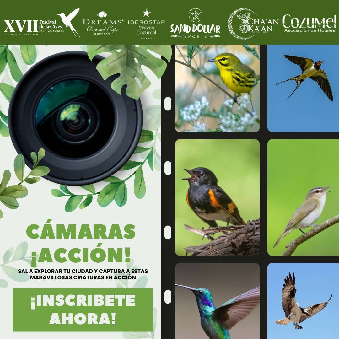 Festival de las Aves Isla Cozumel 